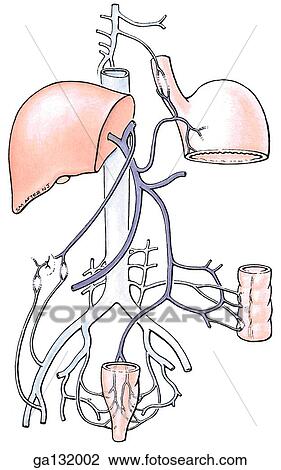 Drawing - Anterior view of the portacaval system. Portal tributaries are a dark blue, systematic tributaries and communicating veins are a light blue.. Fotosearch