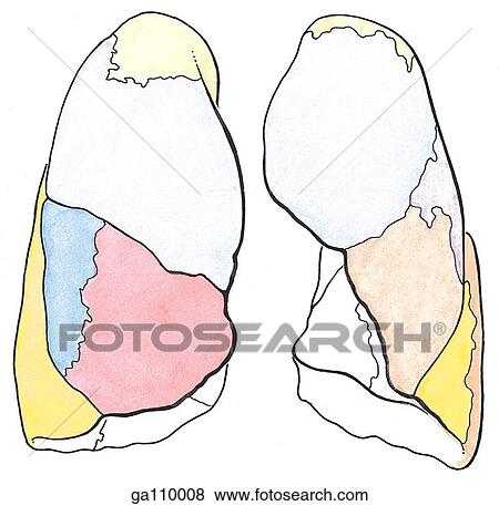 Anterior view of the right and left lungs with bronchopulmonary segments color coded to correspond with segmental bronchi in Figure 1. 32A. View Large Illustration Stock Illustration - Anterior view of the right and left lungs with bronchopulmonary segments color coded to correspond with segmental bronchi in Figure 1. 32A.. Fotosearch