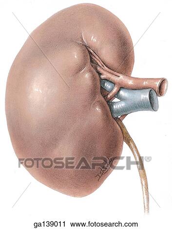 Anterior view of the right kidney, ureter, and renal vessels. View Large Illustration Clip Art - Anterior view of the right kidney, ureter, and renal vessels.. Fotosearch