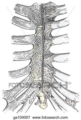 Anterior view of the sternocostal and interchondral joints. On left side the sternum has been dissected to show the fibers of the perichondrium. View Large Illustration Stock Illustration - Anterior view of the sternocostal and interchondral joints. On left side the sternum has been dissected to show the fibers of the perichondrium.. Fotosearch