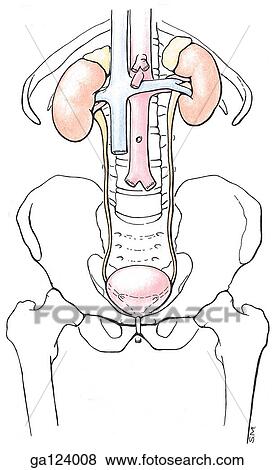 Anterior view of the structures that make up the urinary system. View Large Illustration Stock Illustration - Anterior view of the structures that make up the urinary system.. Fotosearch