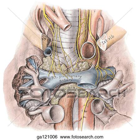 Anterior view of the superior mediastinum ribs excised, heart, thymus, aortic arch and vena cava removed to reveal pulmonary arteries. View Large Illustration Stock Illustration - Anterior view of the superior mediastinum ribs excised, heart, thymus, aortic arch and vena cava removed to reveal pulmonary arteries.. Fotosearch