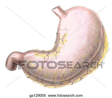 Stock Illustration - Anterior view of the surface of the stomach.. Fotosearch