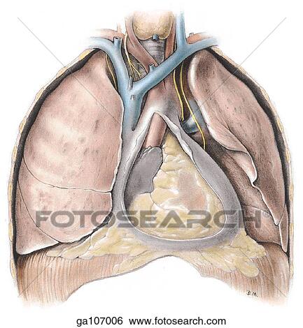 Anterior view of the thoracic contents in situ including the lungs, great vessels, heart and diaphragm. Portion of pericardium has been removed to reveal anterior surface of heart. View Large Illustration Stock Illustration - Anterior view of the thoracic contents in situ including the lungs, great vessels, heart and diaphragm. Portion of pericardium has been removed to reveal anterior surface of heart.. Fotosearch