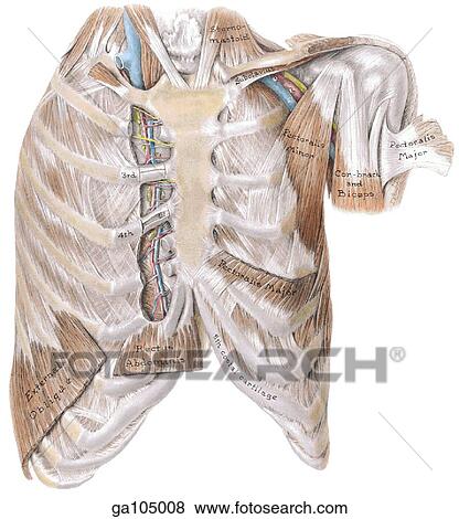 Stock Illustration - Anterior view of the thoracic wall with sections partially dissections to show the internal thoracic (internal mammary) artery and vein. Brachial plexus and axillary artery and vein are seen in the left shoulder region.. Fotosearch