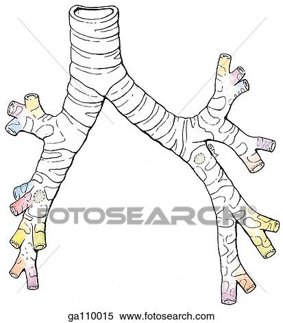 Stock Illustration - Anterior view of the trachea and segmental. Colors correspond to colored regions in images 1. 32B-F.. Fotosearch