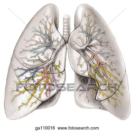 Anterior view of trachea and bronchi in situ. View Large Illustration Stock Illustration - Anterior view of trachea and bronchi in situ.. Fotosearch