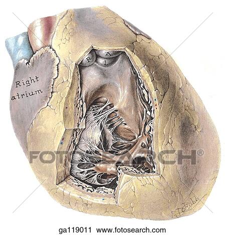 Clip Art - Anteroinferior view of the heart with a portion of the cardiac wall removed to expose the right ventricle.. Fotosearch