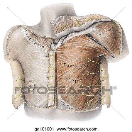 Anterolateral view of a superficial dissection of the male pectoral region. View Large Illustration Clip Art - Anterolateral view of a superficial dissection of the male pectoral region.. Fotosearch