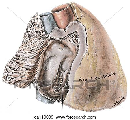 Anterolateral view of the interior of the right atrium. View Large Illustration Stock Illustration - Anterolateral view of the interior of the right atrium.. Fotosearch