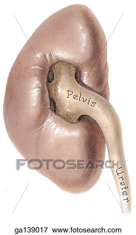Stock Illustration - Anteromedial view of the sinus of the kidney showing the pelvis and ureter.. Fotosearch