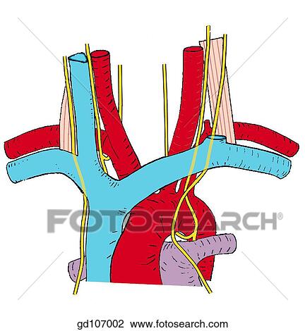 Arch of the aorta and related vessels and nerves. View Large Illustration Drawing - Arch of the aorta and related vessels and nerves.. Fotosearch