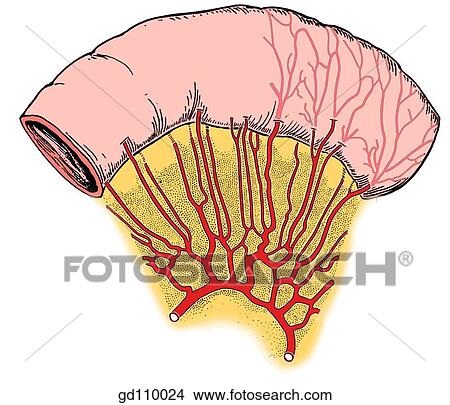 Stock Illustration - Arteries of the jejunum.. Fotosearch