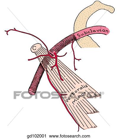 Axillary artery and its branches. View Large Illustration Clip Art - Axillary artery and its branches.. Fotosearch