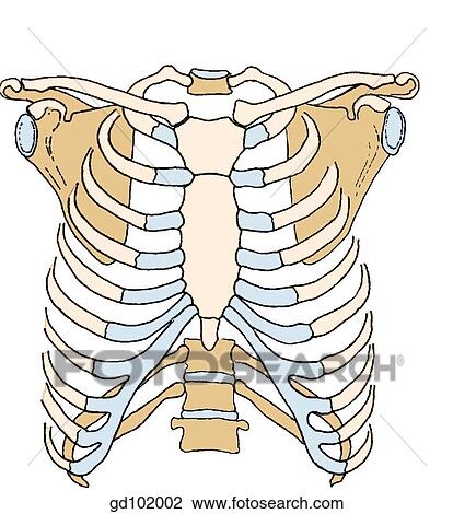 Drawing - Bony landmarks of thoracic region.. Fotosearch