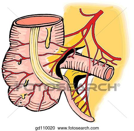 Branches of the ileocolic artery. View Large Illustration Clipart - Branches of the ileocolic artery.. Fotosearch