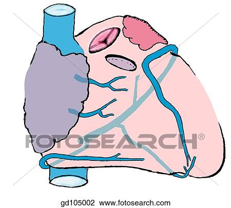 Cardiac veins. View Large Illustration Drawing - Cardiac veins.. Fotosearch