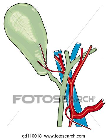 Close-up of structures contained in the heaptoduodenal ligament. Tributaries of bile duct and branches of common hepatic artery. View Large Illustration Stock Illustration - Close-up of structures contained in the heaptoduodenal ligament. Tributaries of bile duct and branches of common hepatic artery.. Fotosearch
