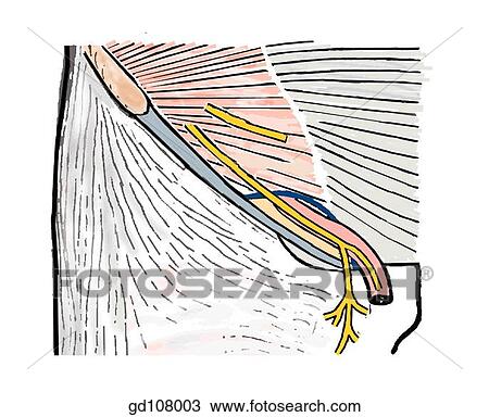 Drawing - Contributions of the three flat abdominal muscles to the inguinal canal.. Fotosearch
