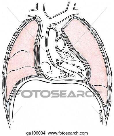 Stock Illustration - Coronal schematic view of the heart and lungs and surrounding viscera.. Fotosearch
