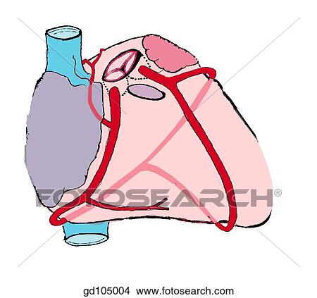 Coronary arteries. View Large Illustration Stock Illustration - Coronary arteries.. Fotosearch
