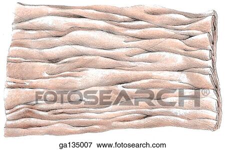 Cross section of the interior surface of the jejunum, proximal part showing plicae circulares that are tall, closely packed, and commonly branched. View Large Illustration Stock Illustration - Cross section of the interior surface of the jejunum, proximal part showing plicae circulares that are tall, closely packed, and commonly branched.. Fotosearch
