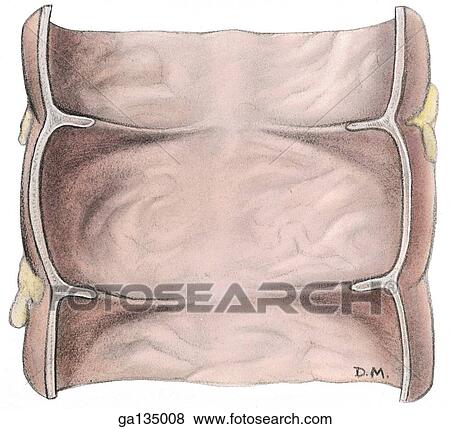 Cross section of the interior surface of the transverse colon showing the semilunar folds and teniae coli on the smooth-surfaced wall. View Large Illustration Stock Illustration - Cross section of the interior surface of the transverse colon showing the semilunar folds and teniae coli on the smooth-surfaced wall.. Fotosearch
