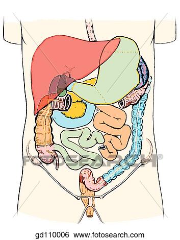Diagram of digestive system and disposition of abdominal organs (transverse colon removed). View Large Illustration Stock Illustration - Diagram of digestive system and disposition of abdominal organs (transverse colon removed).. Fotosearch