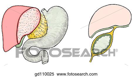Stock Illustration - Diagram of lesser omentum and its attachments. Left lobe of liver removed.. Fotosearch