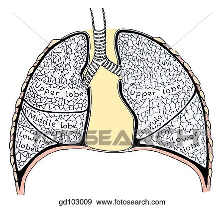 Diagram of respiratory system. Stock Illustration | gd103009 | Fotosearch