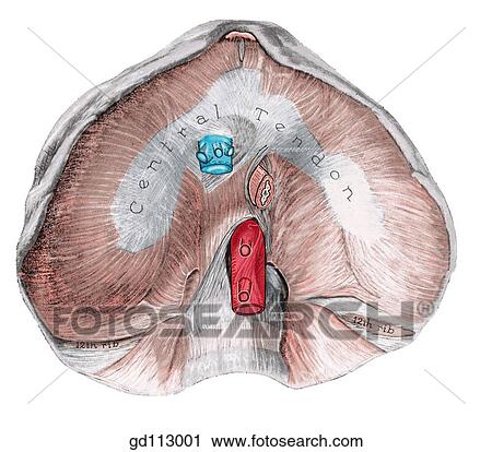 Diaphragm. View Large Illustration Clip Art - Diaphragm.. Fotosearch