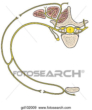 Distribution of the typical spinal nerve. View Large Illustration Stock Illustration - Distribution of the typical spinal nerve.. Fotosearch
