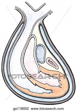Drawing of coronal section of the heart removed from the interior of the pericardial sac. Heart is covered by visceral layer of serous pericardium and pericardial sac, and lined by parietal layer of serous pericardium. View Large Illustration Drawing - Drawing of coronal section of the heart removed from the interior of the pericardial sac. Heart is covered by visceral layer of serous pericardium and pericardial sac, and lined by parietal layer of serous pericardium.. Fotosearch