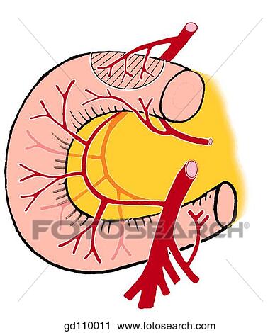Clip Art - Dual blood supply of the duodenum and pancreas from the celiac trunk and the superior mesenteric artery.. Fotosearch