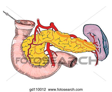 Drawing - Dual blood supply of the duodenum and pancreas from the celiac trunk and the superior mesenteric artery.. Fotosearch