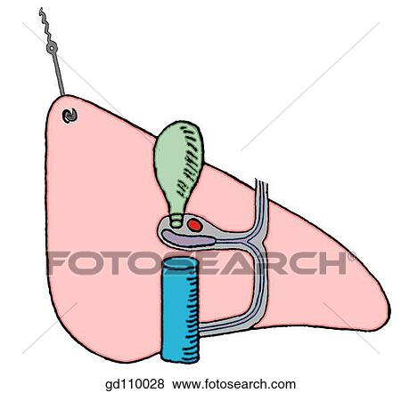 Stock Illustration - Elevated and exposed visceral surface of the liver. Fissures and sulci define the four lobes. Porta hepatis with bile passages and blood vessels at the transverse fissure.. Fotosearch