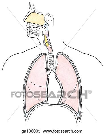 Stock Illustration of Frontal section overview of the respiratory ...