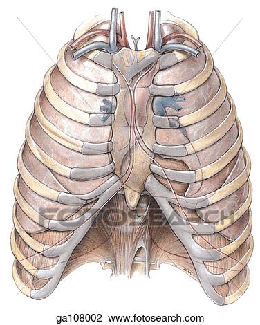 Clip Art of Anterior schematic illustration showing the anatomical ...