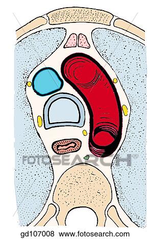 Stock Illustration of Transverse section through superior mediastinum ...