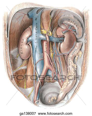 Great vessels, kidneys, and suprarenal glands are seen in an anterior view. Preitoneum and all digestive organs have been removed. View Large Illustration Stock Illustration - Great vessels, kidneys, and suprarenal glands are seen in an anterior view. Preitoneum and all digestive organs have been removed.. Fotosearch