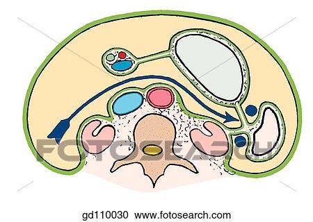 Horizontal extent of omental bursa (lesser sac). Fingers are positioned to palpate the "pedicel" of the spleen. View Large Illustration Clipart - Horizontal extent of omental bursa (lesser sac). Fingers are positioned to palpate the "pedicel" of the spleen.. Fotosearch