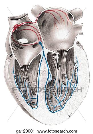 Illustration of a coronal section of the heart with the sinuatrial node and its conduction system indicated in red and the atrioventricular node and its conduction system indicated in blue. View Large Illustration Clip Art - Illustration of a coronal section of the heart with the sinuatrial node and its conduction system indicated in red and the atrioventricular node and its conduction system indicated in blue.. Fotosearch