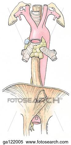 Stock Illustration - Illustration of anterior relations of thoracic part of esophagus from superior to inferior. Shown are the aorta, trachea, right and left bronchi, inferior tracheo-bronchial lymph nodes, and diaphragm.. Fotosearch
