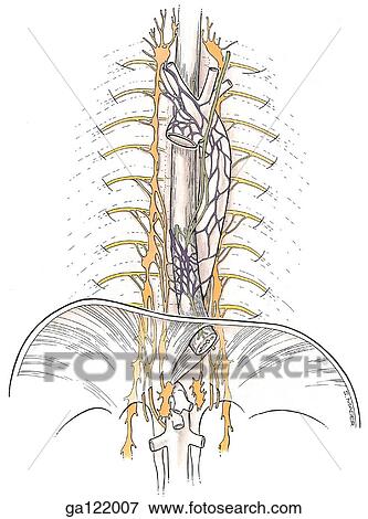 Illustration of autonomic nerves of posterior and superior mediastina from just above the aortic arch to just below the diaphragm. View Large Illustration Stock Illustration - Illustration of autonomic nerves of posterior and superior mediastina from just above the aortic arch to just below the diaphragm.. Fotosearch