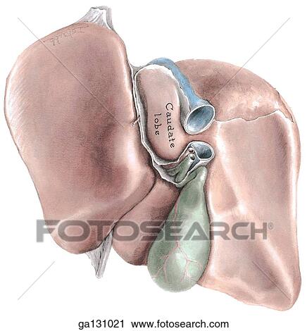 Inferior and posterior surfaces of liver, removed from body. View Large Illustration Clip Art - Inferior and posterior surfaces of liver, removed from body.. Fotosearch