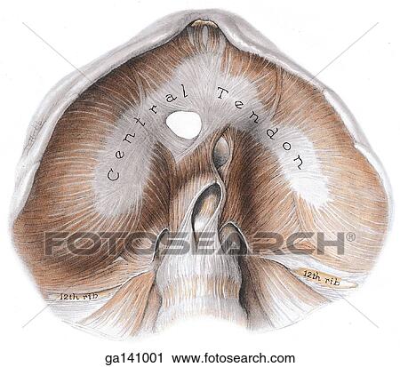 Inferior view of the diaphragm and the various openings. View Large Illustration Clip Art - Inferior view of the diaphragm and the various openings.. Fotosearch