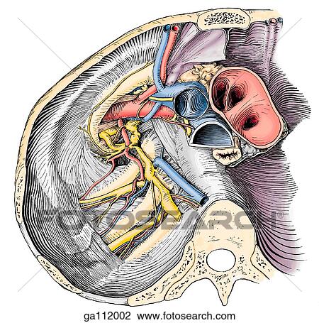 Inferior view of the roof of the pleural cavity with the pleura and heart removed. View Large Illustration Drawing - Inferior view of the roof of the pleural cavity with the pleura and heart removed.. Fotosearch