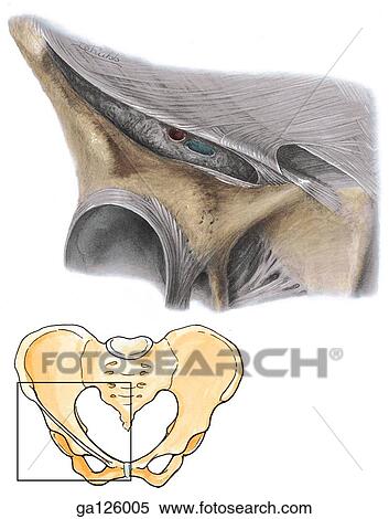 Inguinal ligament, anteroinferior view of right side of pelvis. Square on insert image shows orientation of main illustration. View Large Illustration Stock Illustration - Inguinal ligament, anteroinferior view of right side of pelvis. Square on insert image shows orientation of main illustration.. Fotosearch