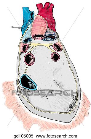 Stock Illustration - Interior of pericardial sac.. Fotosearch