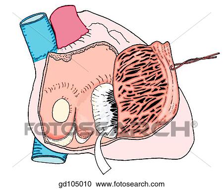Clipart - Interior of right atrium. The approximate locations of nodes of the conduction system are indicated by yellow and green dots.. Fotosearch
